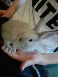 Króliczki młode mix: miniaturka-baran francuski