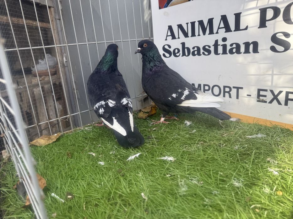 Gołębie. Ryś. Rysie. Możliwy transport