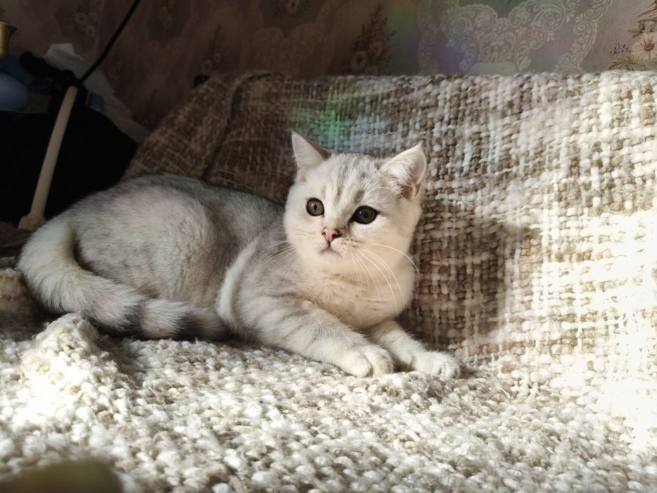 Британські кошенята — плюшеві красунчики!