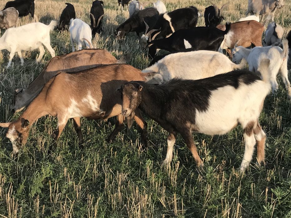 Продам козликов