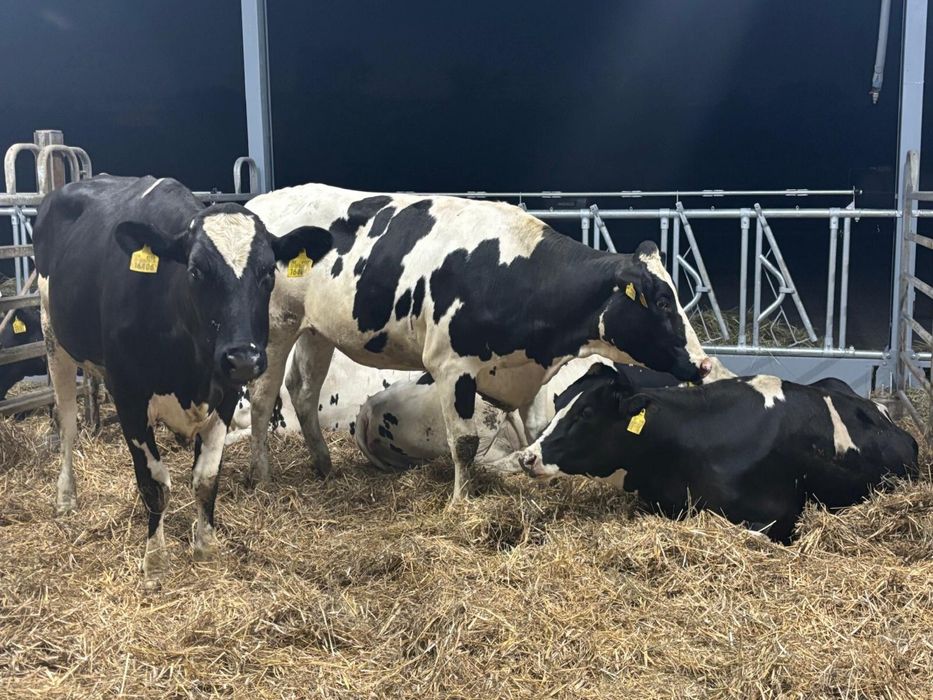 Jałówki cielne pierwiastki  krowy HFHO Import