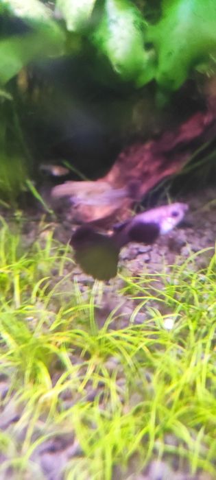 Gupiki dumbo różne odmiany