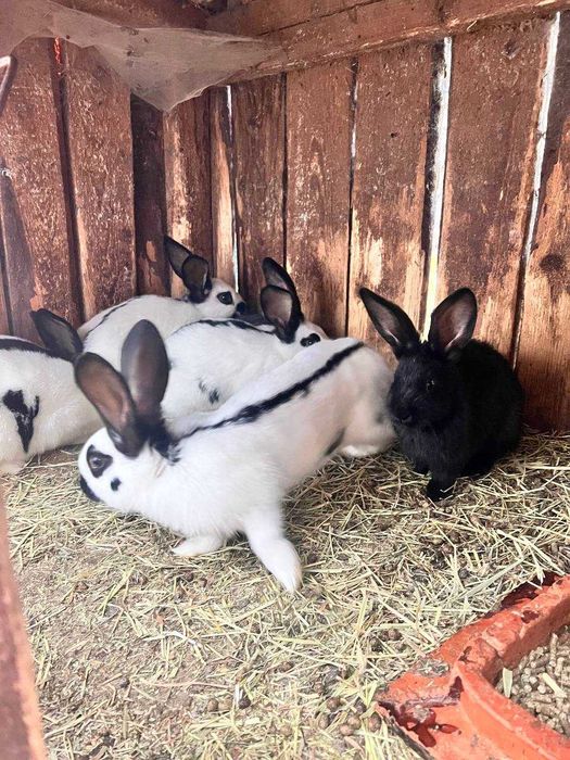 Кролики Строкачі 3.5 місячні