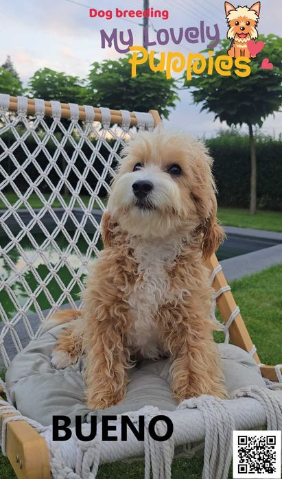 Cockapoo chłopak Bueno