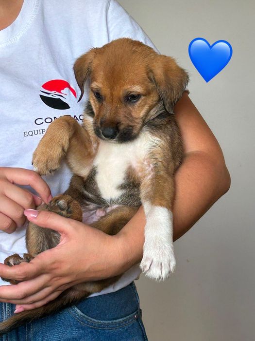 Cães bebés para adoção