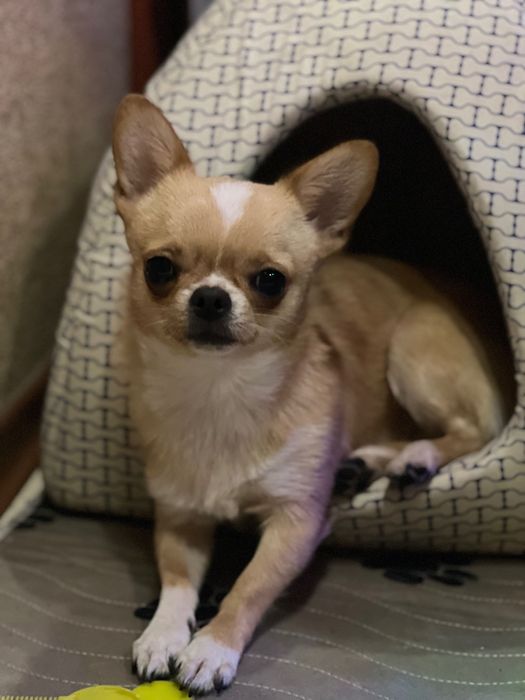 Хлопчик чихуахуа міні