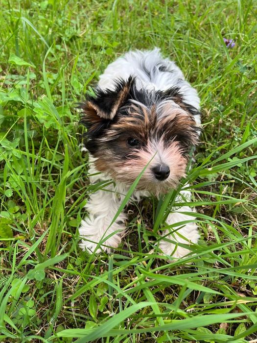 Продається дівчинка міні бівер йорк. Має всі  відповідні документи КСУ