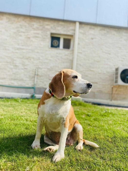 Fiona, wyjątkowa księżniczka w typie rasy Beagle