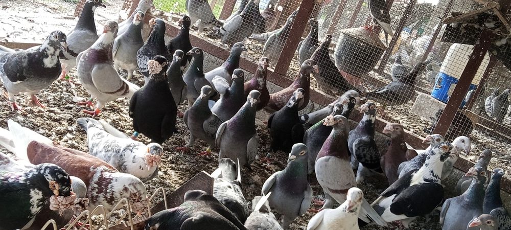 Gołębie staropolskie