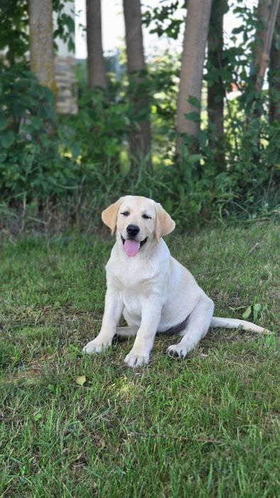 Sprzedam Labrador retriever
