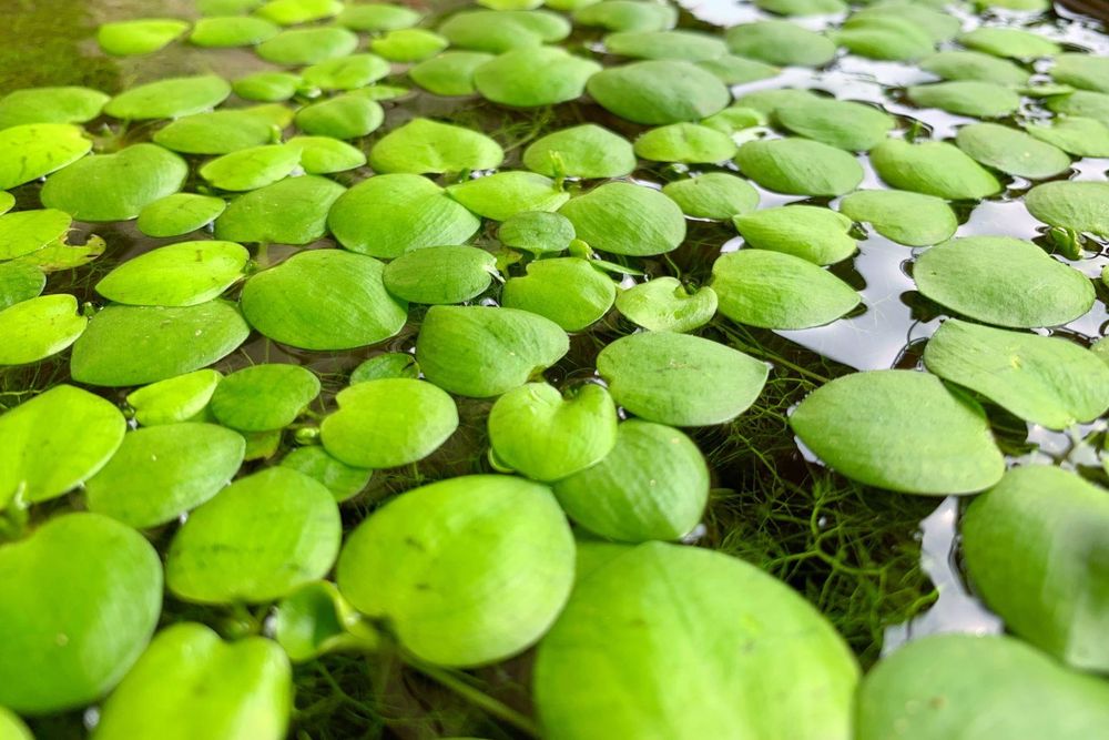 Frogbit (Limnobium laevigatum) – Planta Flutuante
