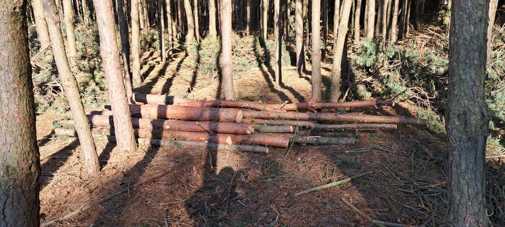 Sprzedam Drzewo Sosnowe Opałowe