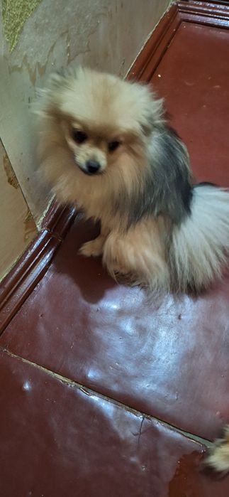 Померанська  дівчина шпіц