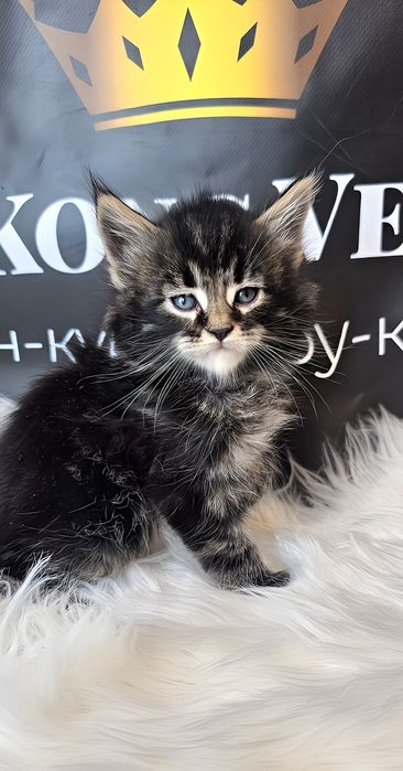 Мейн кун Тигр дуже лагідний