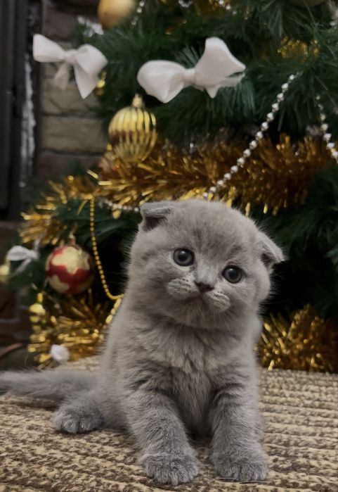 Котенята Британці