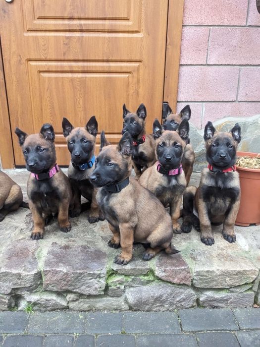 Цуценята Бельгійської Вівчарки Малінуа