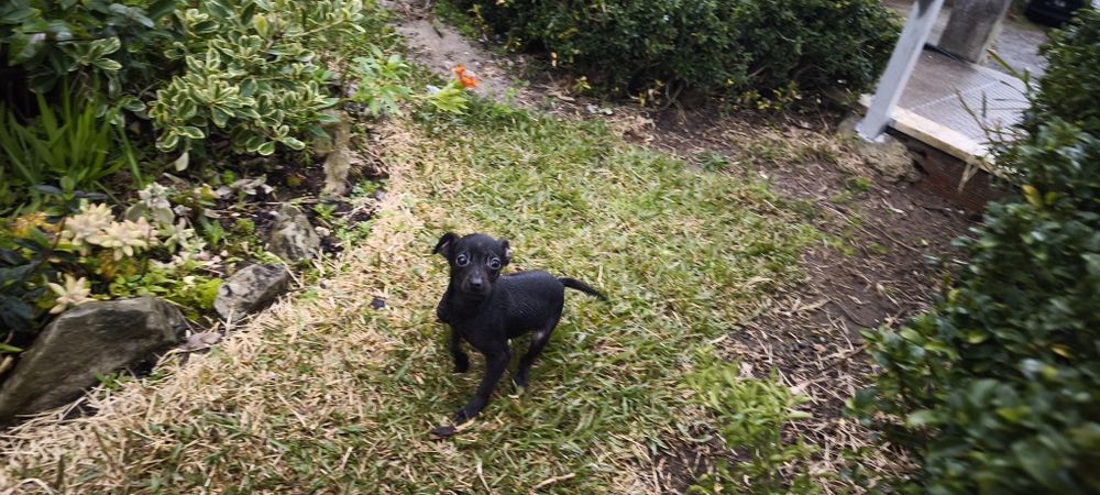 Pinscher pincher miniatura criado em ambiente familiar