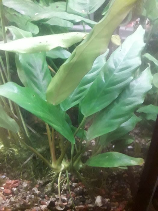 Анубиас Глабра минима.