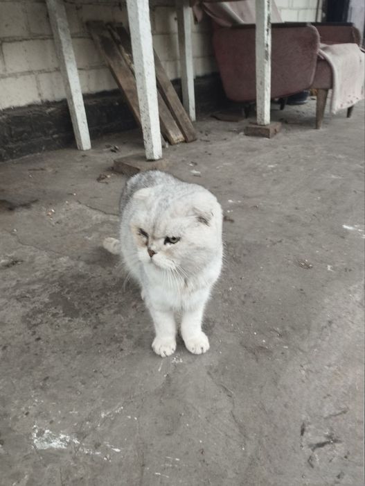 Знайдено кота у Крюківському районі!