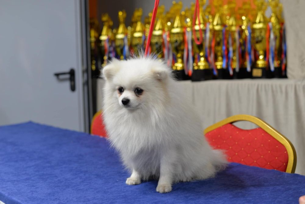 Szpic miniaturowy piesek 15