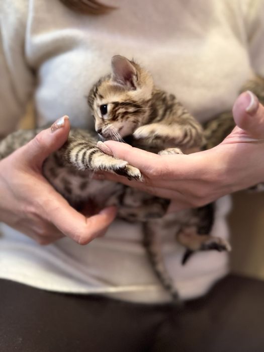 Бенгальські котята