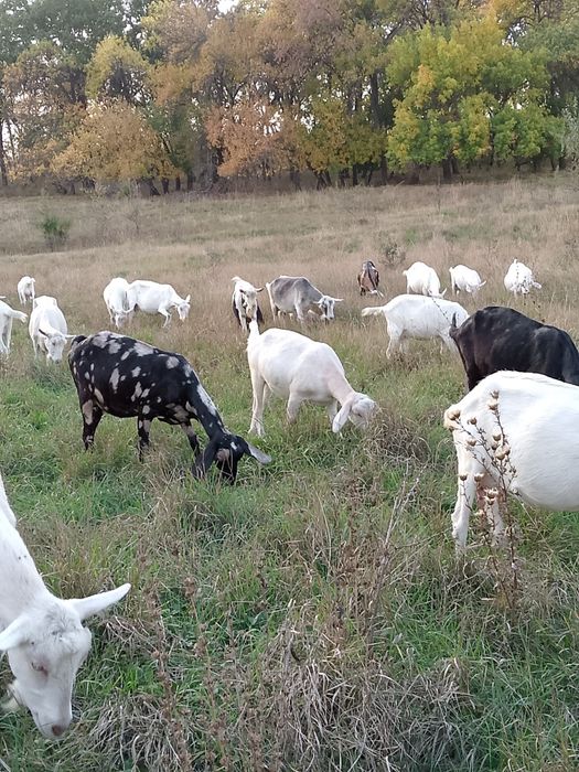 Молоко козье англо-нубийское, зааненское.