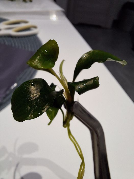 Bucephalandra pygmaea Bukit Kelam