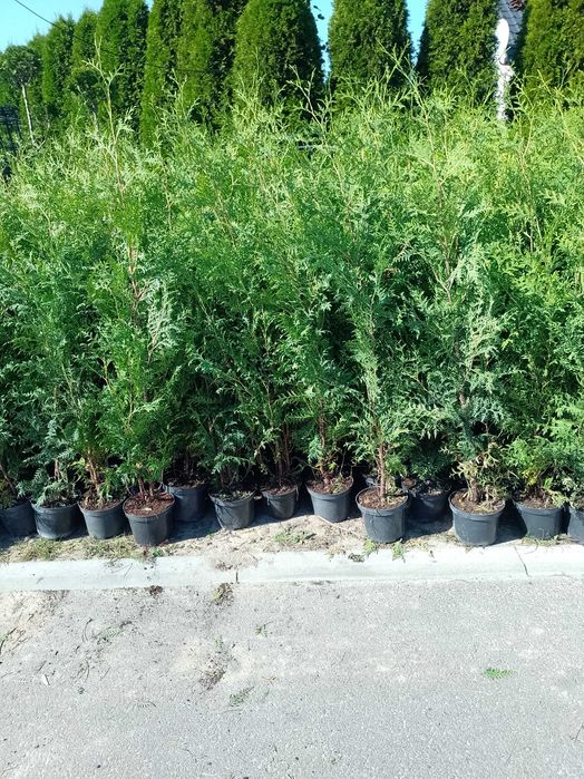 Tuja brabant 130-150 cm 29,99