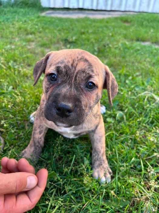 Amstaff piękny samiec pręgowany