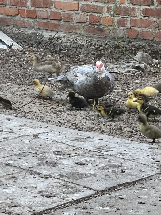 Индоутята тяжелых линий