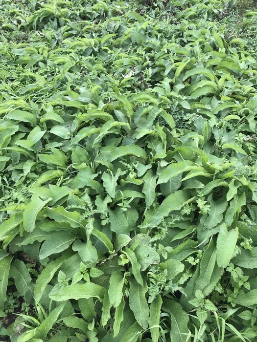 Żywokost lekarski cała roślina - sadzonka 6,0 zł. / szt.