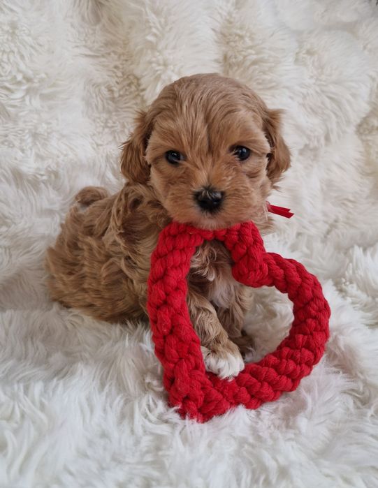 Maltipoo F1 maltańczyk, pudel toy suczka czerwona  obroża