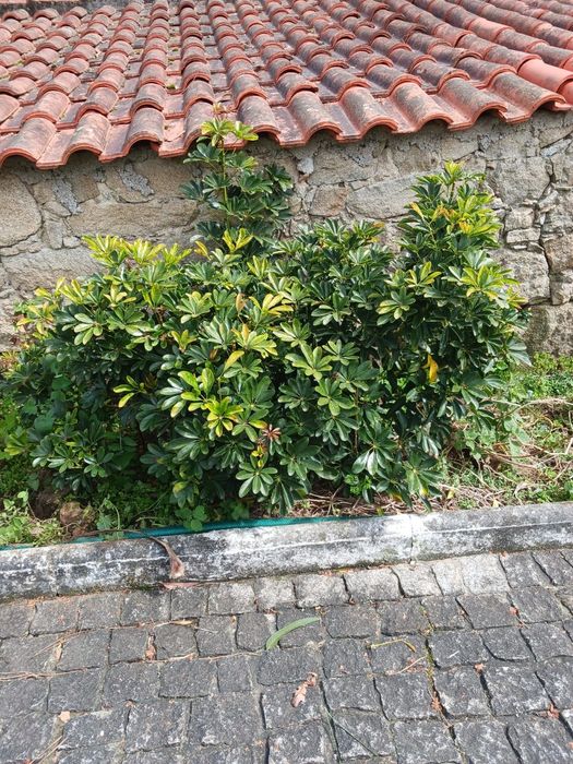 Plantas/Flores muita variedade