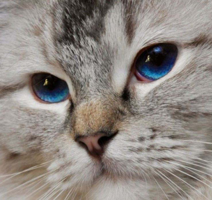 Kotka syberyjska neva masquerade