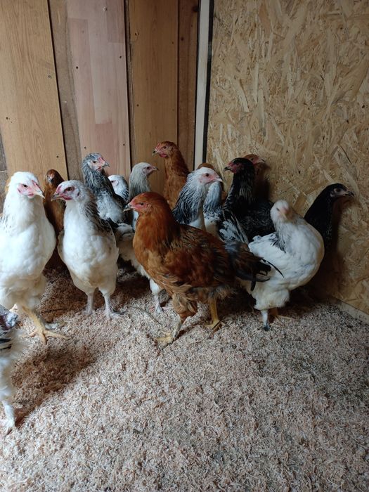 Koguty brahma polecam.