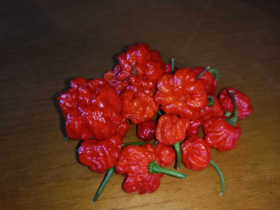 Carolina Reaper- Fruto Fresco; Semente
