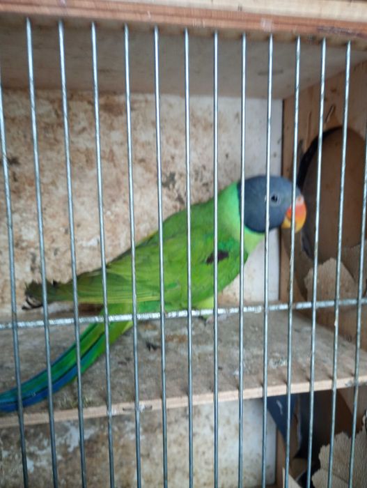 Aleksandretty himalajskie para