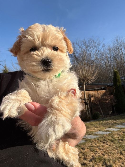 Takashi chłopczyk Maltipoo