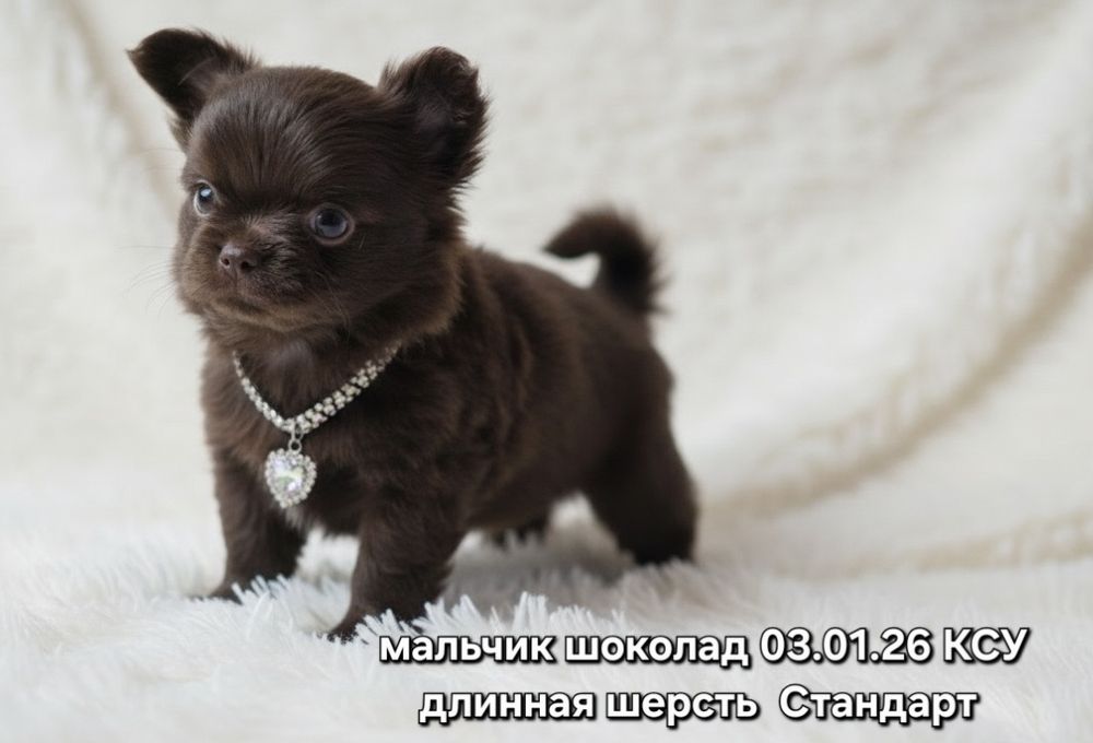 Потрясающий пацан КСУ