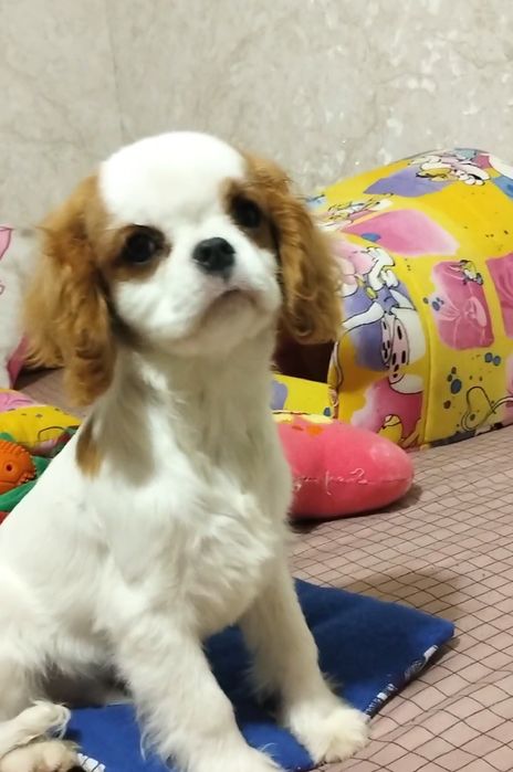 Кукольный мальчик, кавалер кинг чарльз спаниель