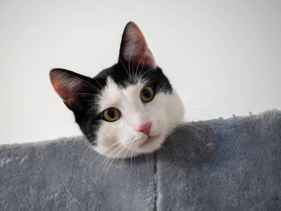 Uroczy kocurek szuka domu!