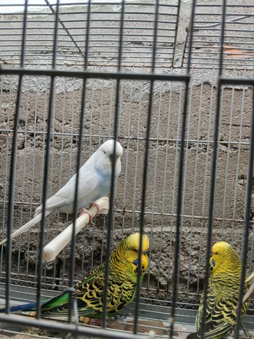 Periquitos ingleses