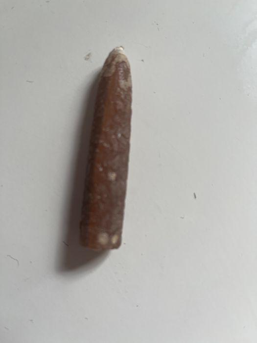 Belemnit z Pojezierza Łęczyńsko - Włodawskiego.