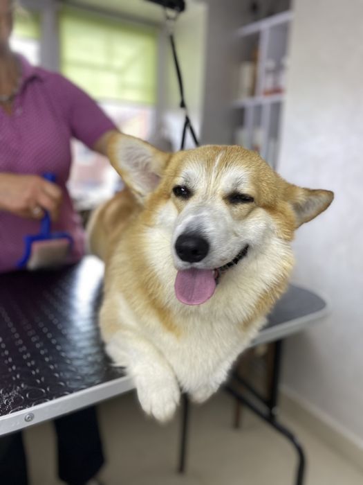 Грумінг грумінг Мукачево