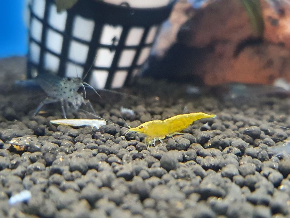 Krewetka Neocaridina Yellow z pasem