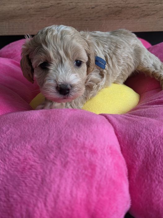 Śliczne Maltipoo F1 do rezerwacji