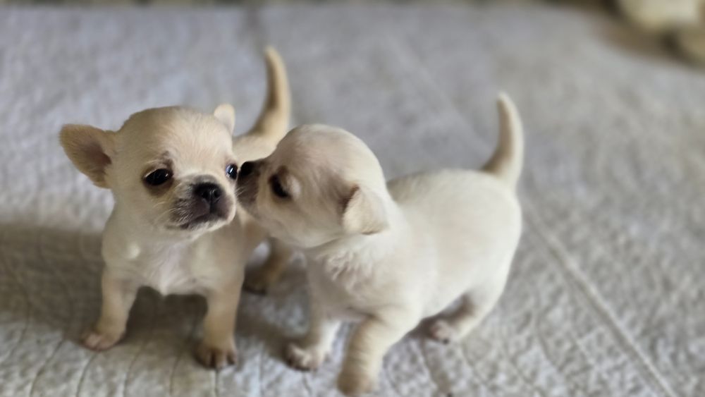 Chihuahua, chłopczyk
