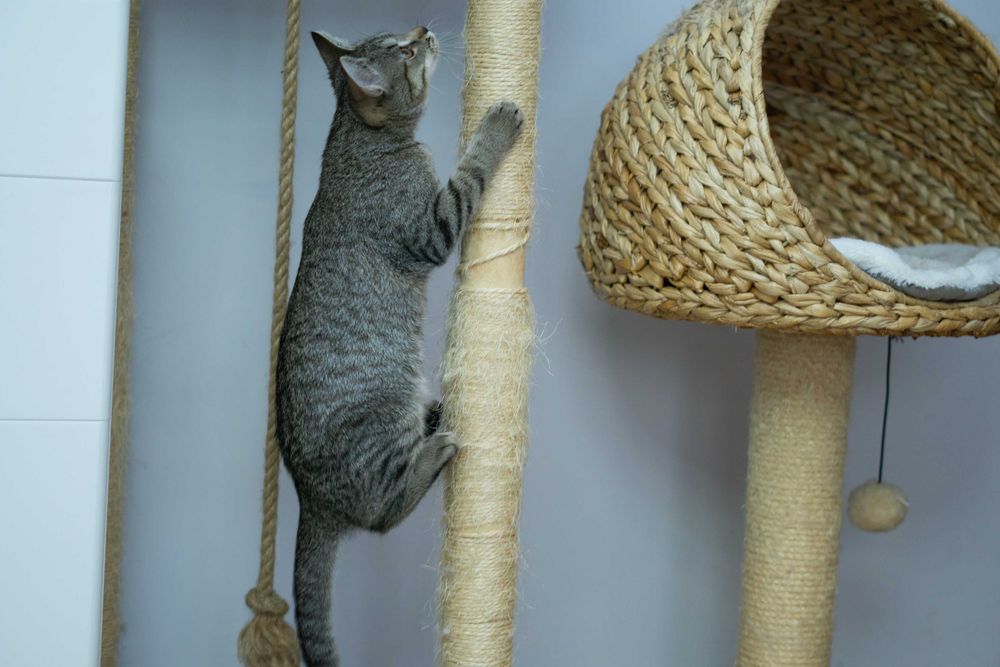 Mania - kotka do adopcji