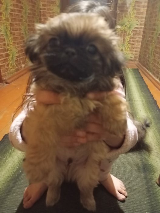 Продам пекінесів 2 дівчинки та 1 хлопчик