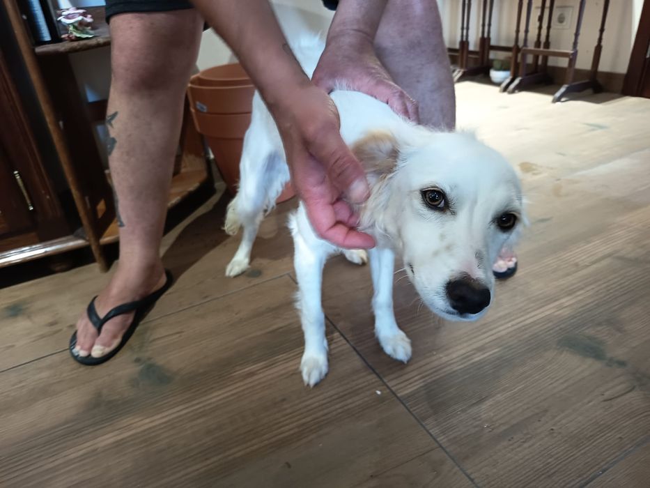 Filhote cão 6 meses